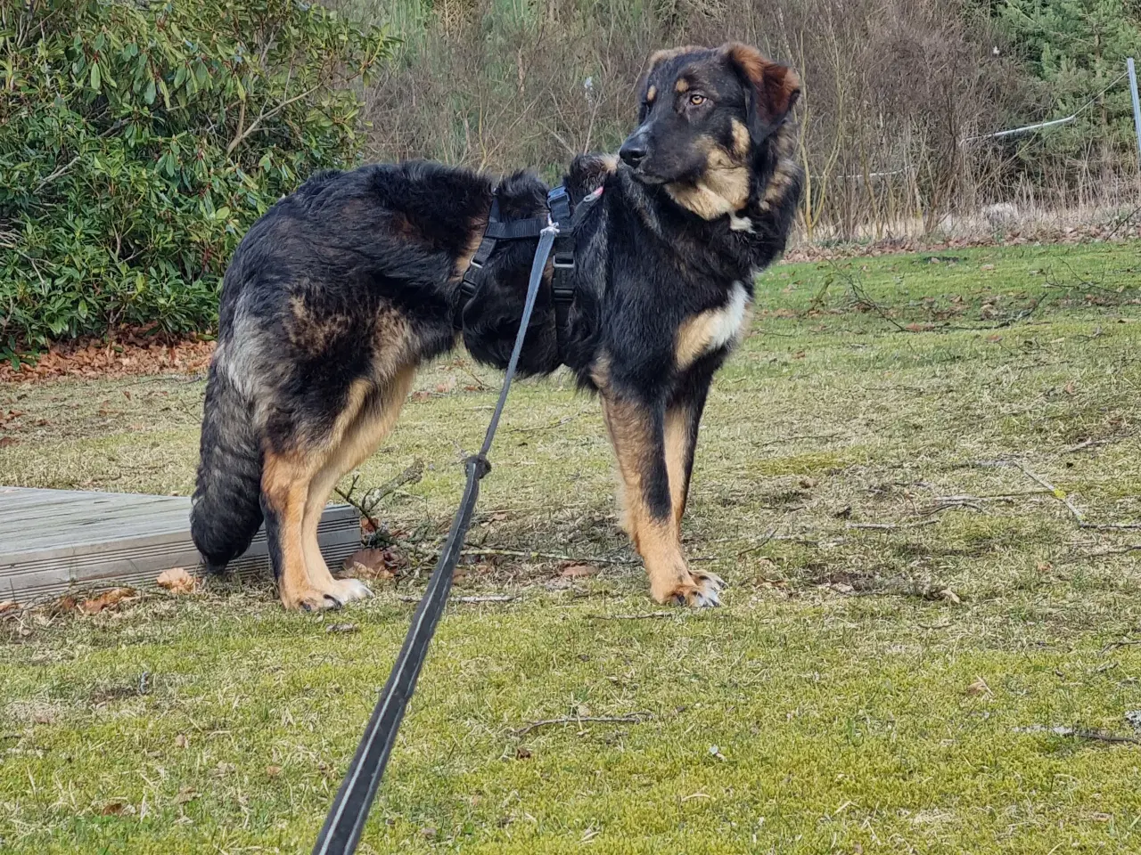 Billede 1 - Basse søger 4ever familie💙