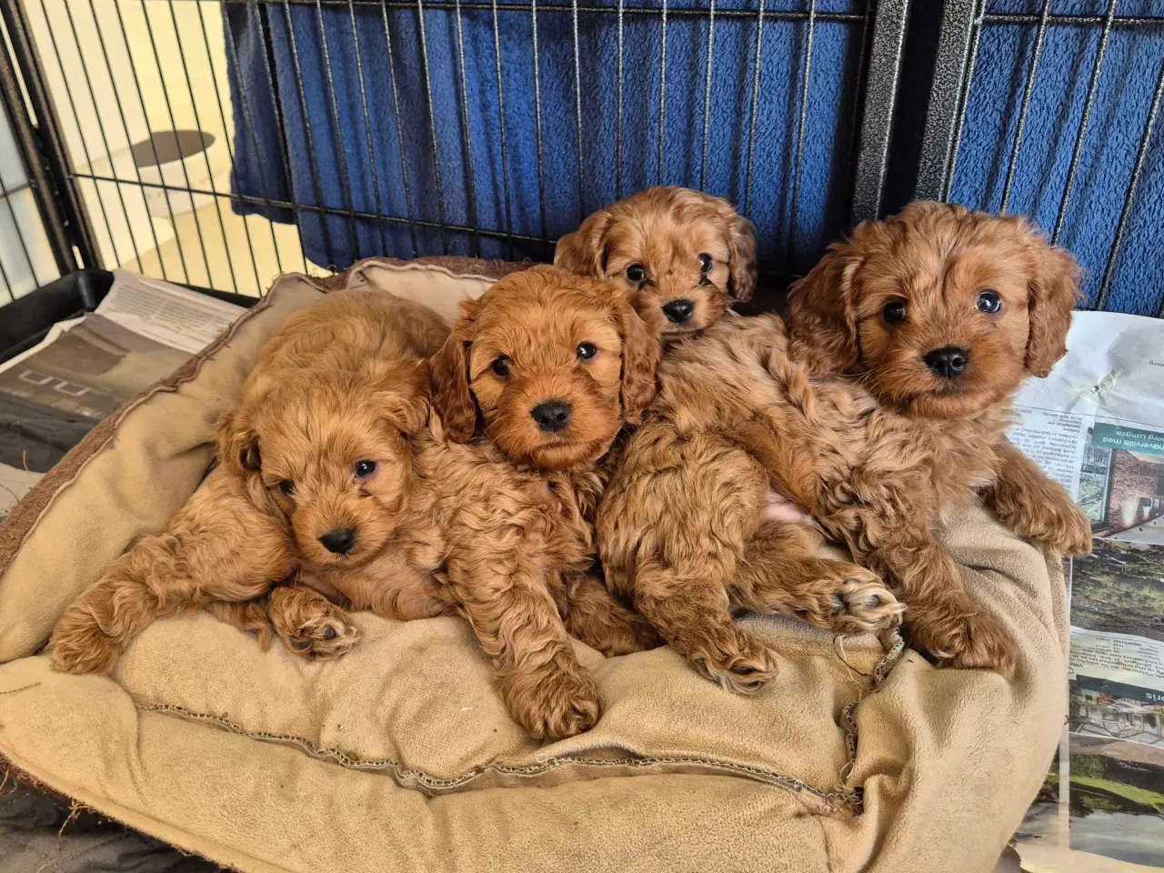 Billede 5 - Cavalier puddel 