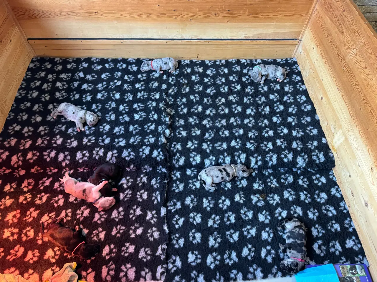 Billede 17 - Grand Danois hvalpe