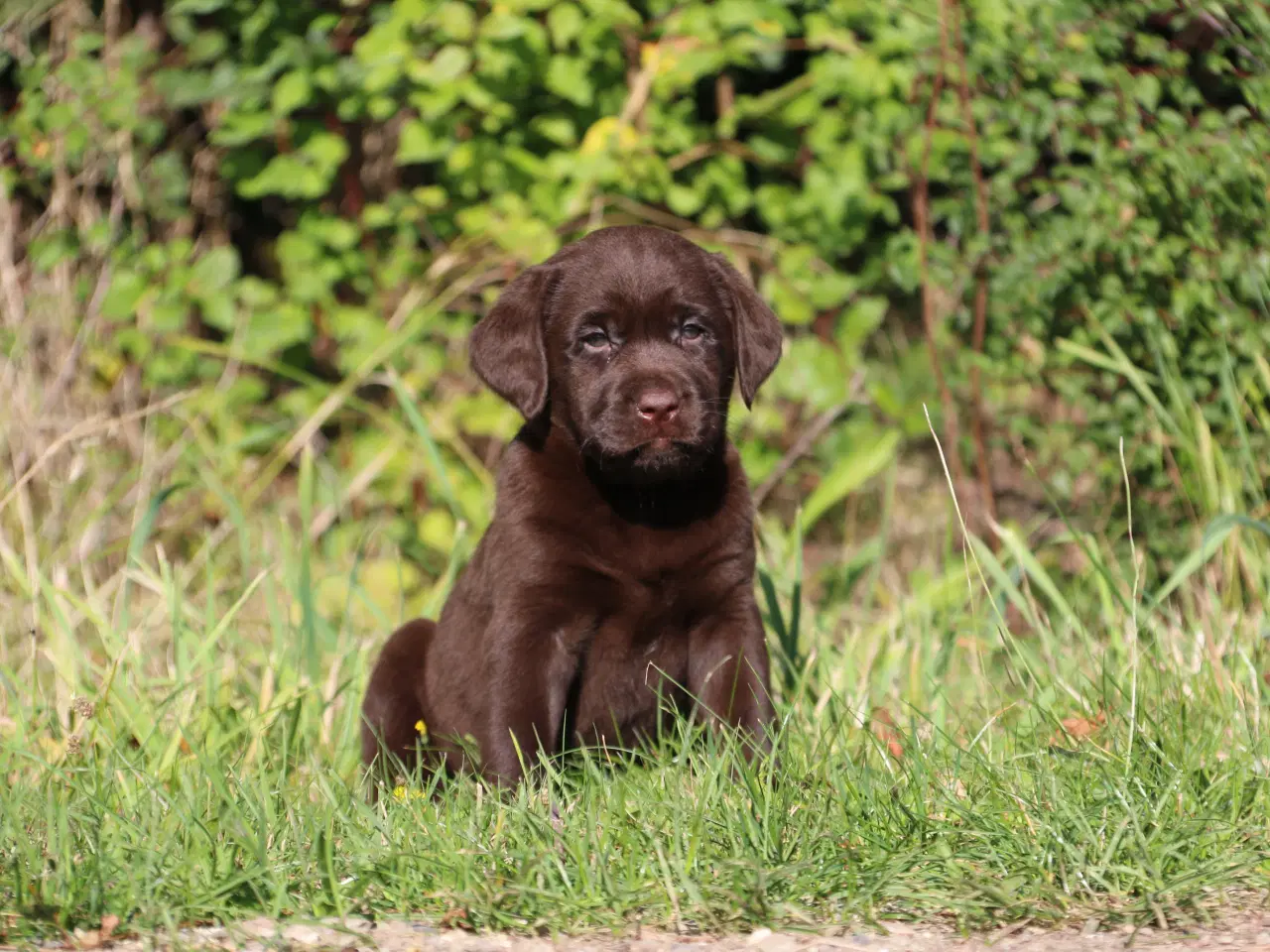 Billede 9 - Labrador