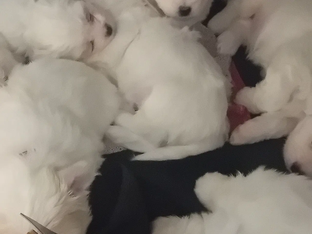 Billede 9 - Coton de Tulear / Malteser. Bomuldshund.