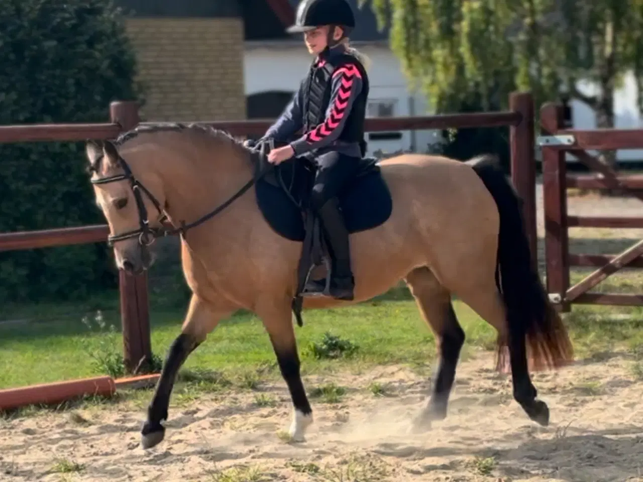 Billede 5 - Gudesmuk Welsh Cob ponyhoppe