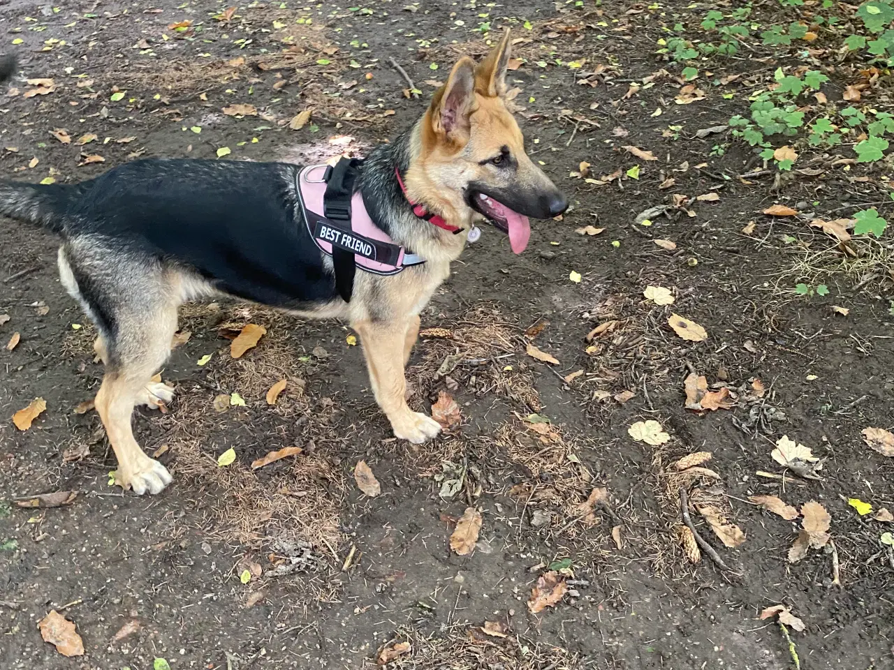 Billede 3 - Schæferhund tysk schæfer/ belgisk malinois søger n