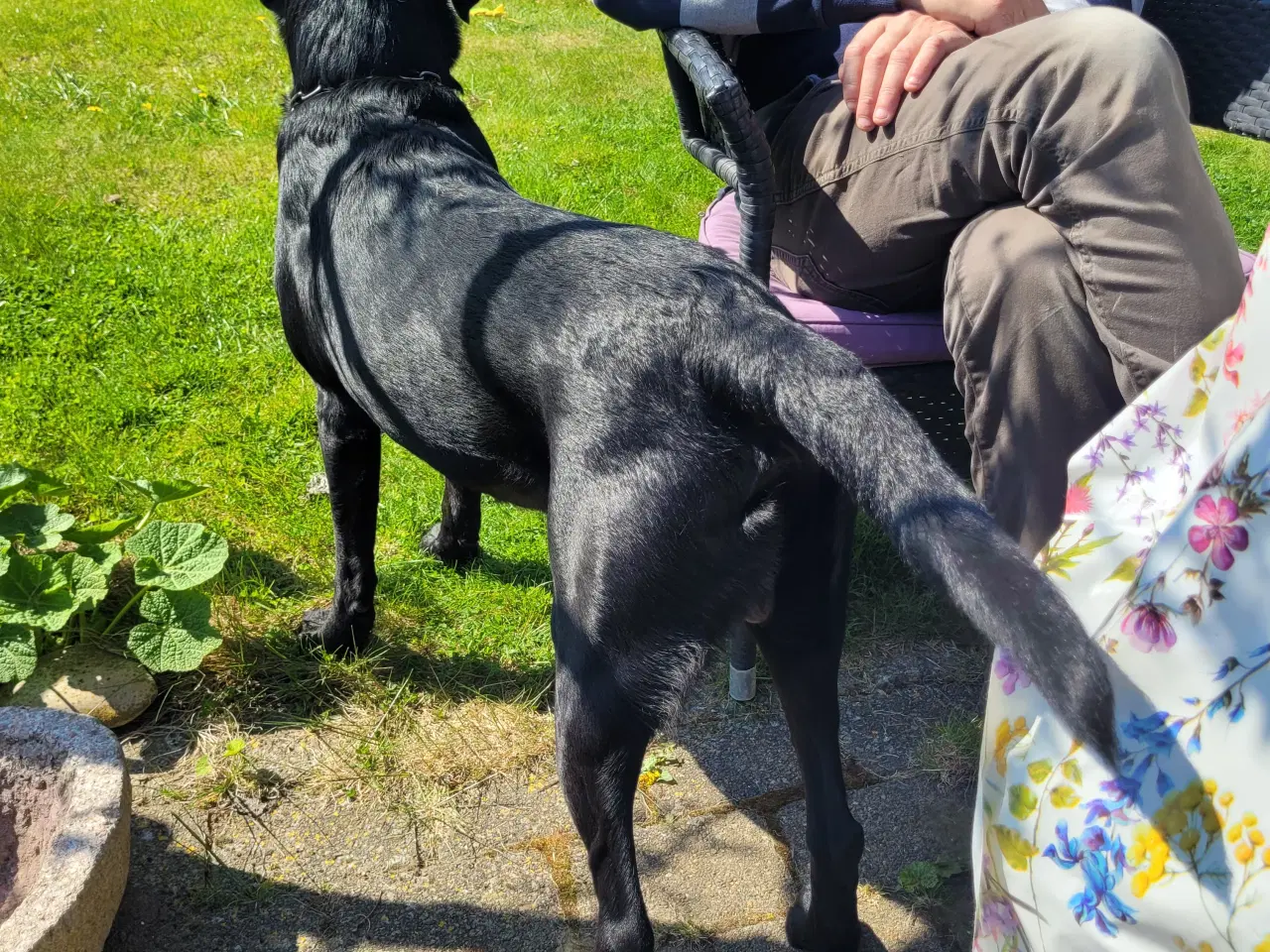 Billede 18 - 4 fine Labrador Formel 1 hvalpe hvide sande