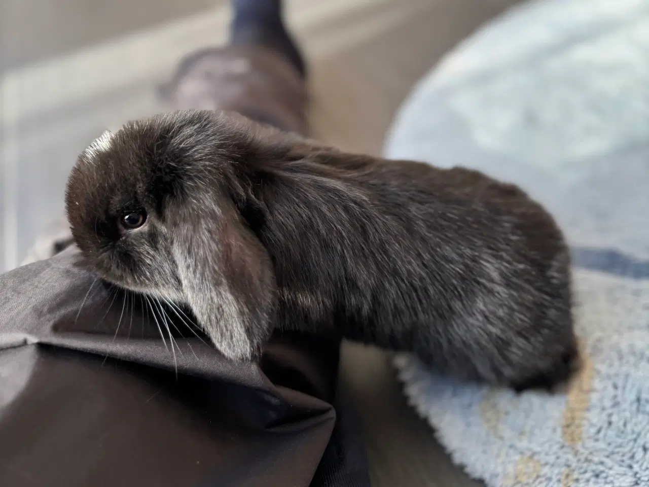 Billede 4 - Mini lop
