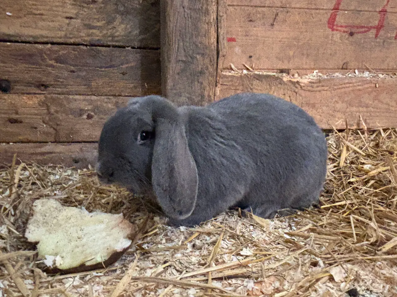 Billede 3 - Fransk vædder hun