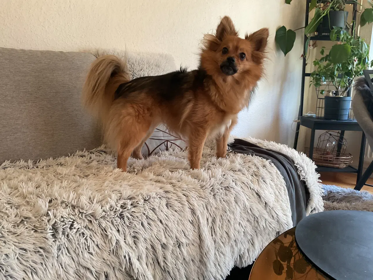 Billede 2 - Blandingshund