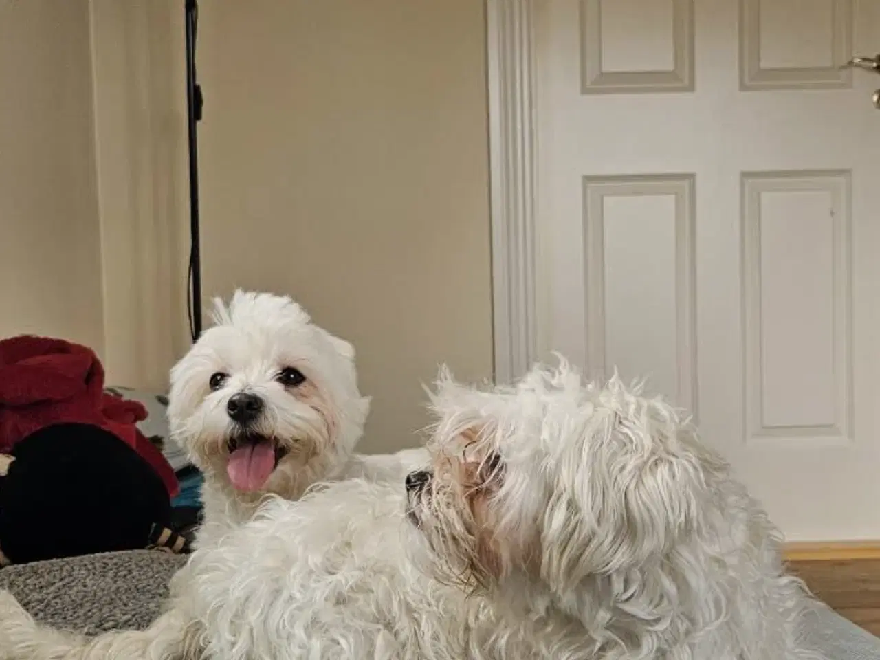 Billede 8 - Tre hvalpe Maltese 2 måned