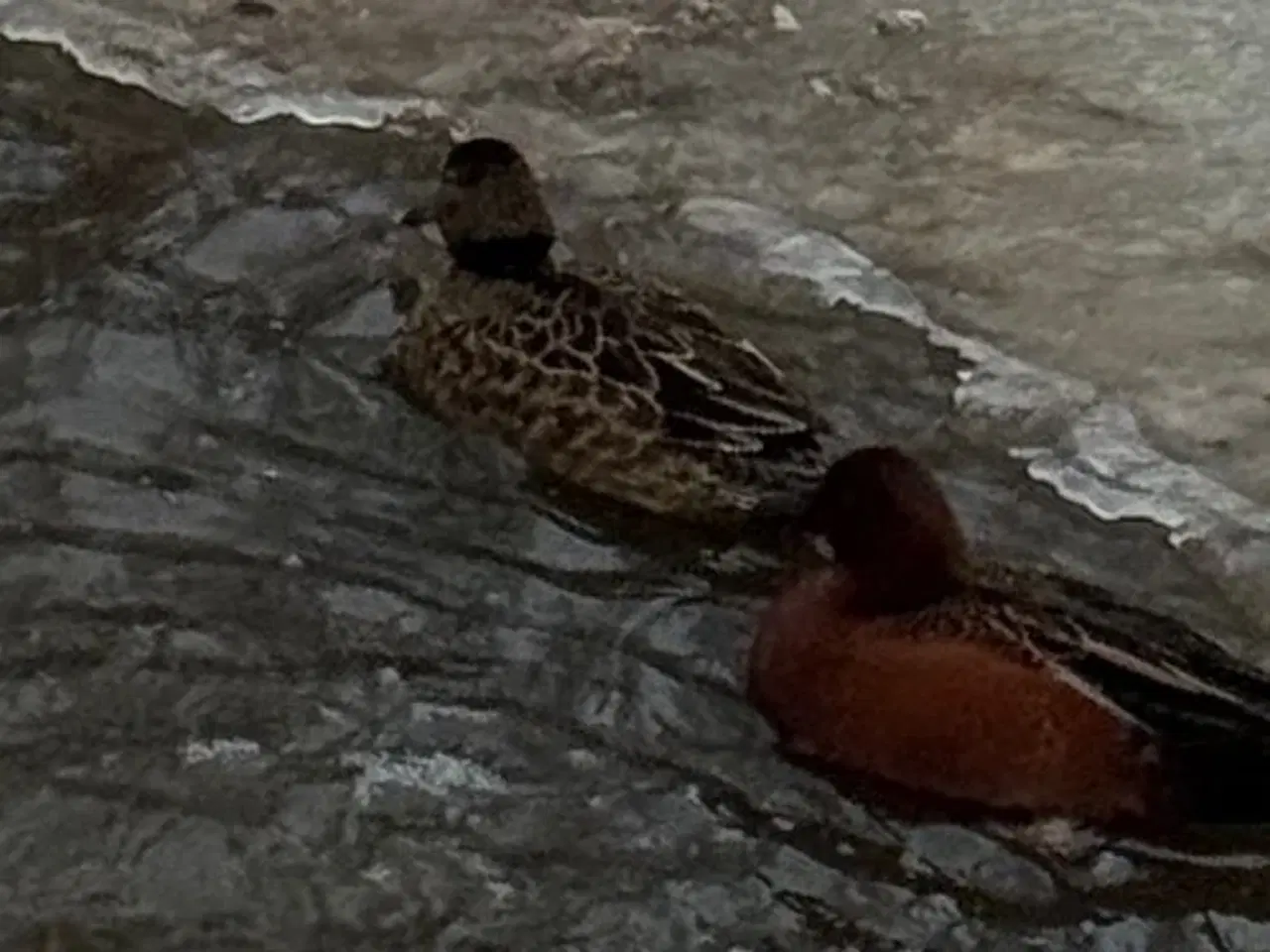 Billede 2 - Kanel Ænder, Avlspar