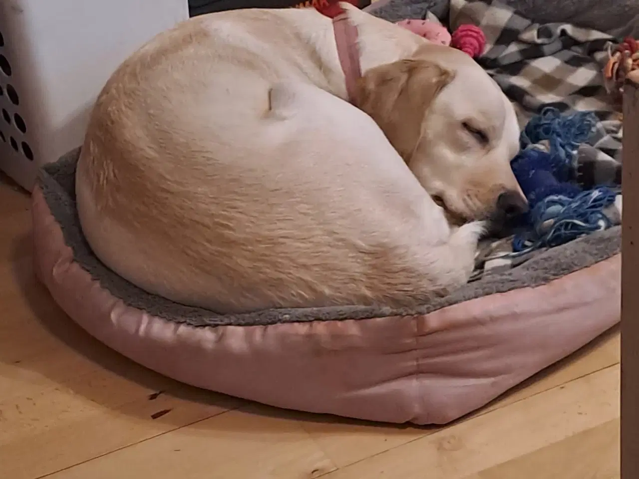 Billede 1 - Labrador 