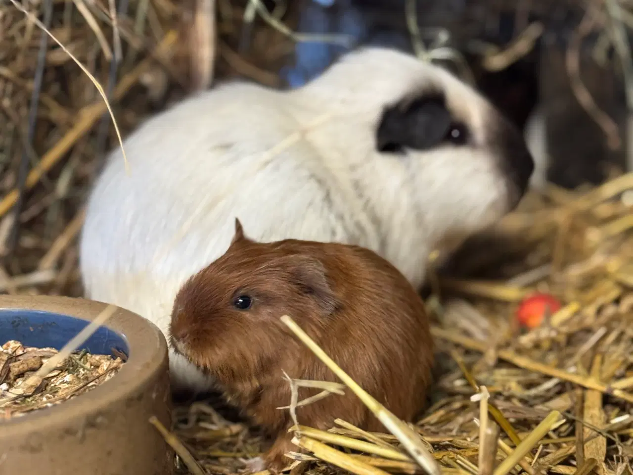 Billede 2 - California Marsvin 