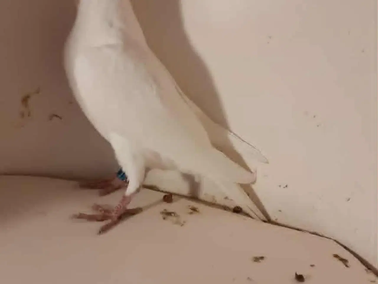 Billede 1 - Brevdue unge med DFK ring og stantavle