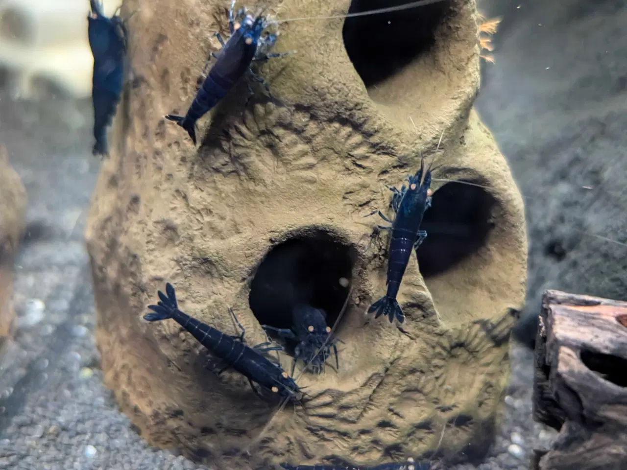 Billede 3 - Caridina Royal Blue Tiger OE reje 