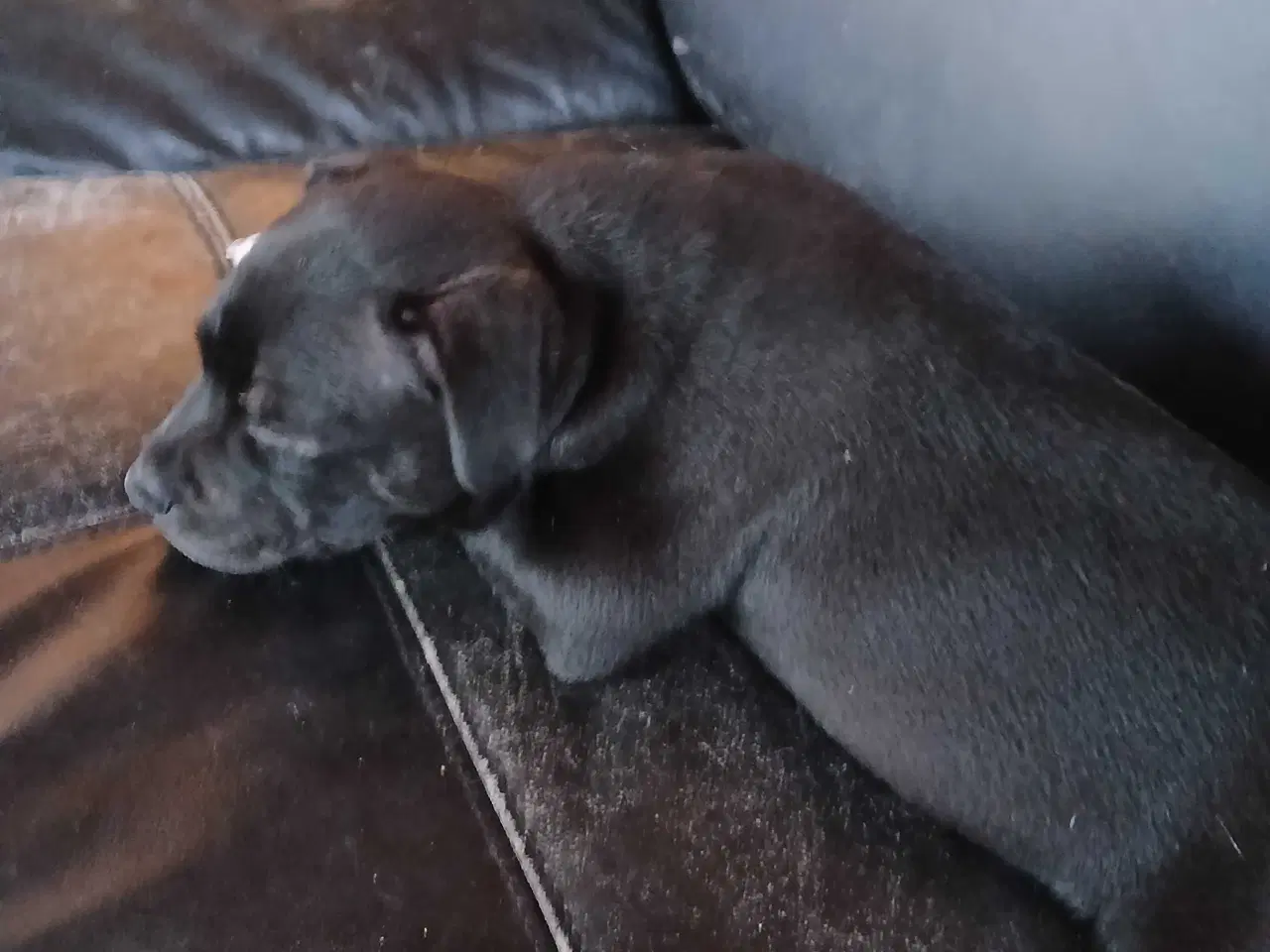 Billede 7 - Staffordshire bull terrier hvalp han 