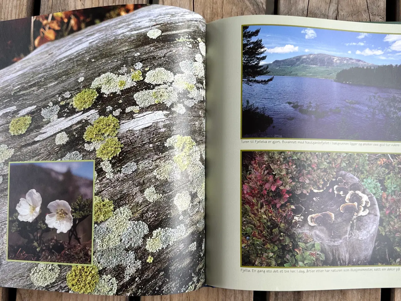 Billede 5 - Med Kamera i Norsk Natur – Nils Viker – Norsk