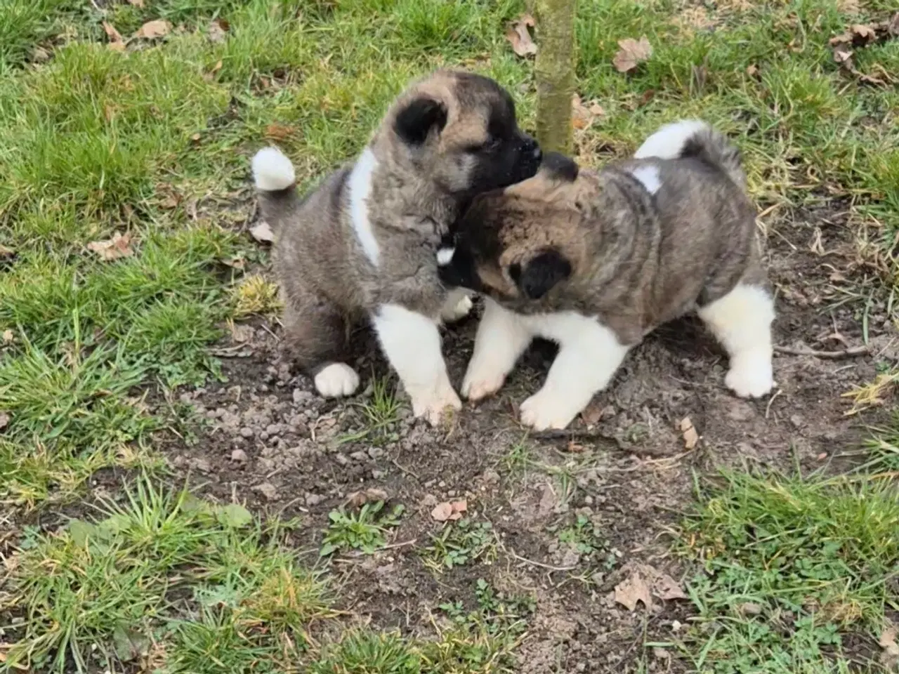 Billede 3 - Hundehvalpe American Akita