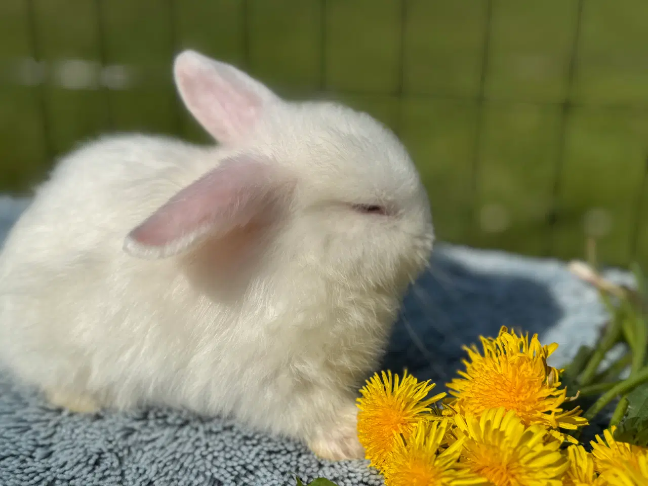Billede 5 - Minilop kanin unge