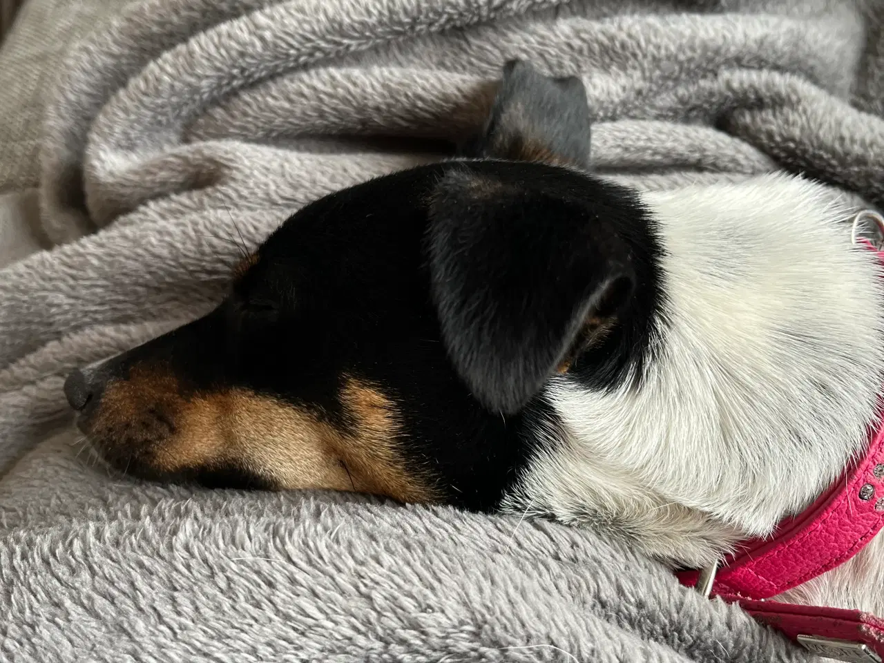 Billede 5 - Dansk svensk gårdhund 