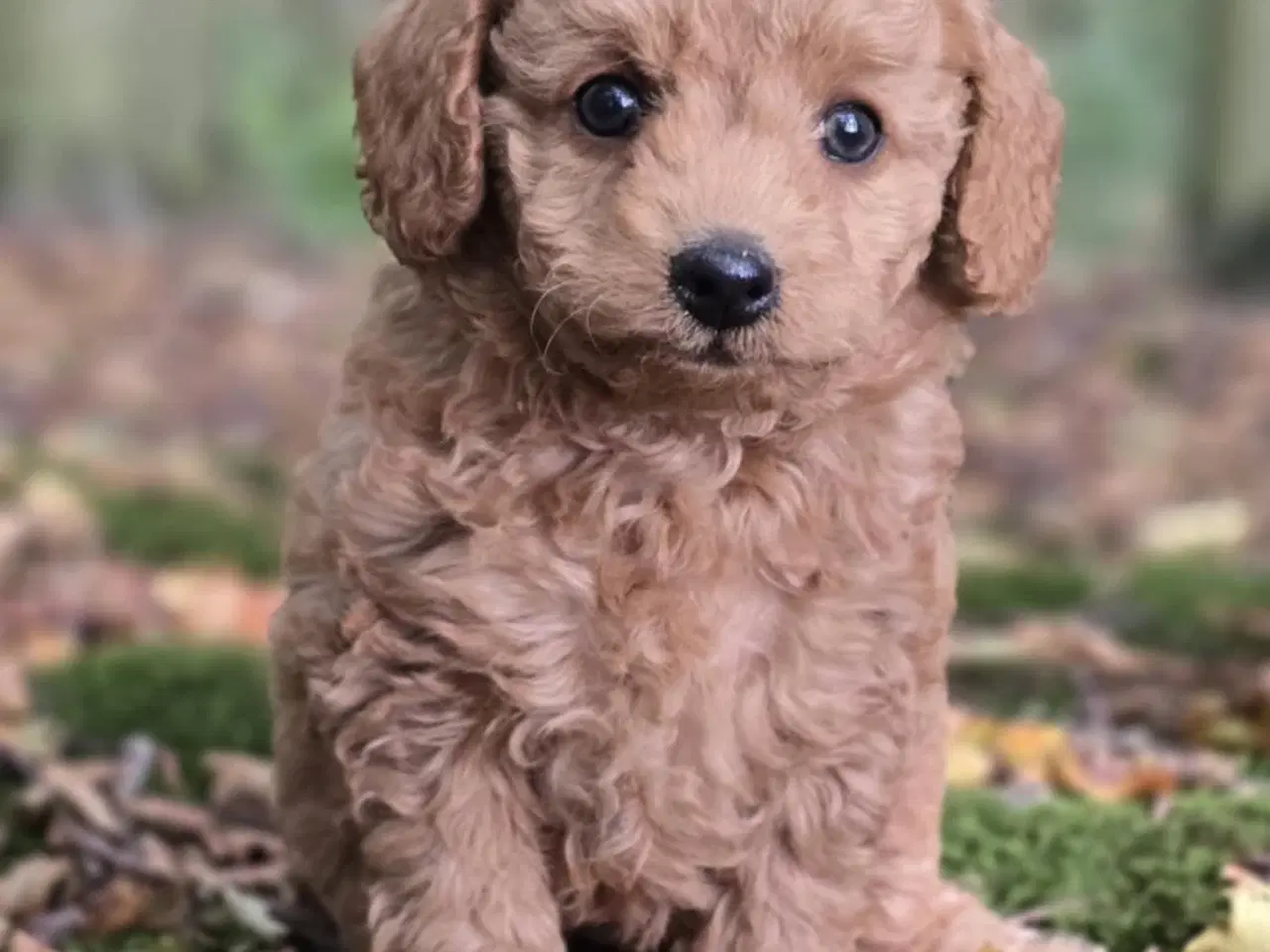 Billede 12 - Labradoodle F1B hvalpe