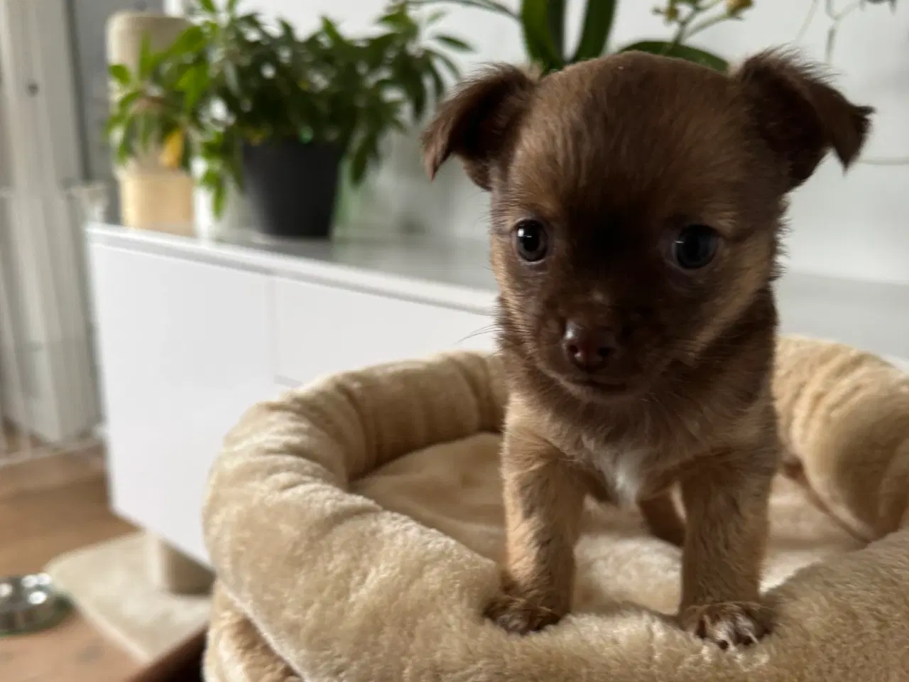 Billede 10 - Chihuahua/papillon hvalpe