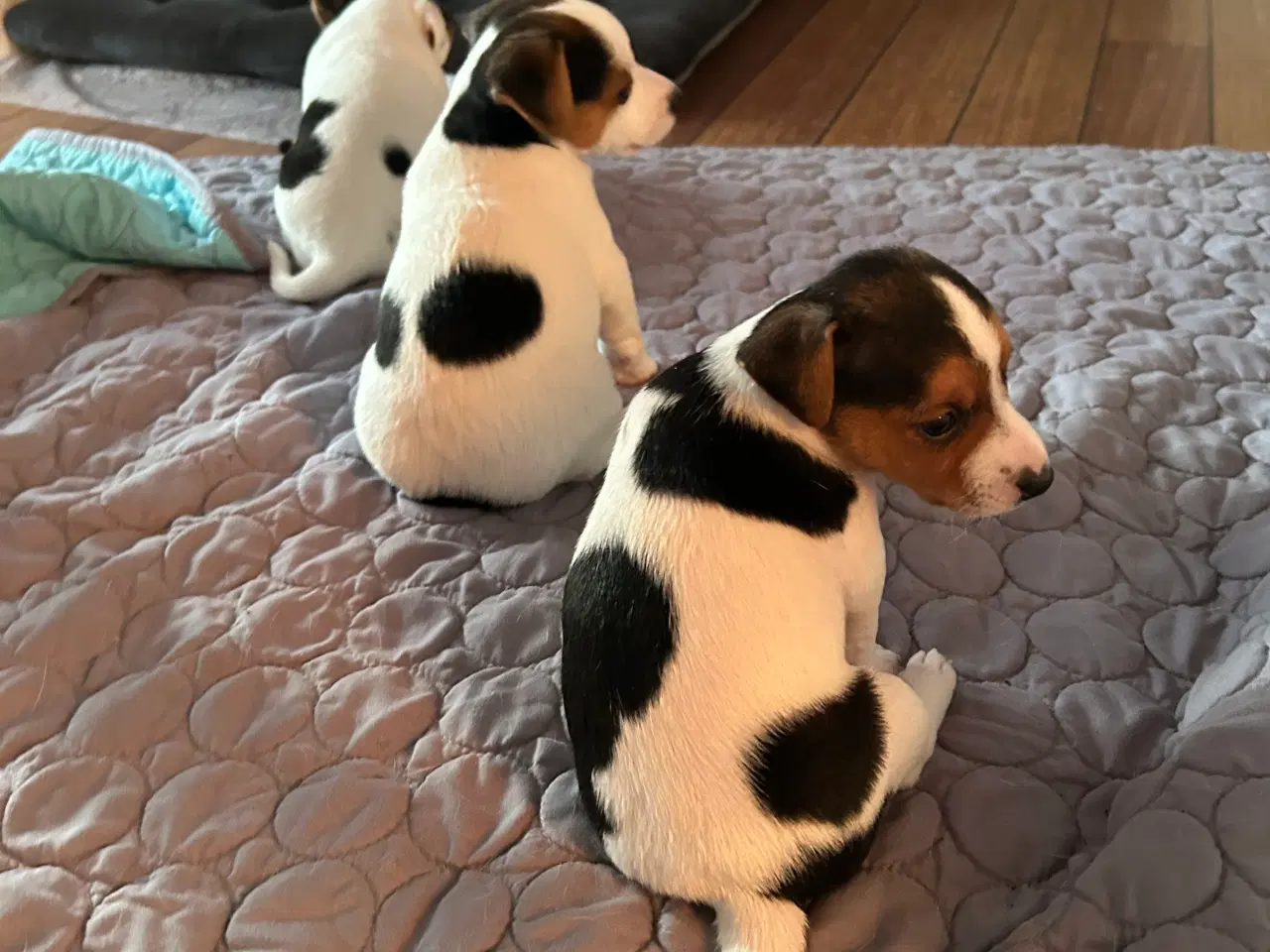 Billede 4 - Jack Russell hvalp
