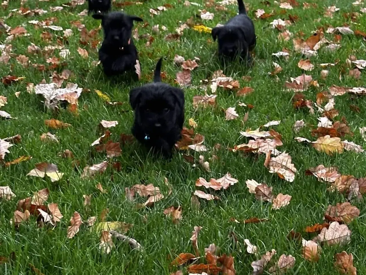 Billede 2 - Schnauzer mellem hvalpe