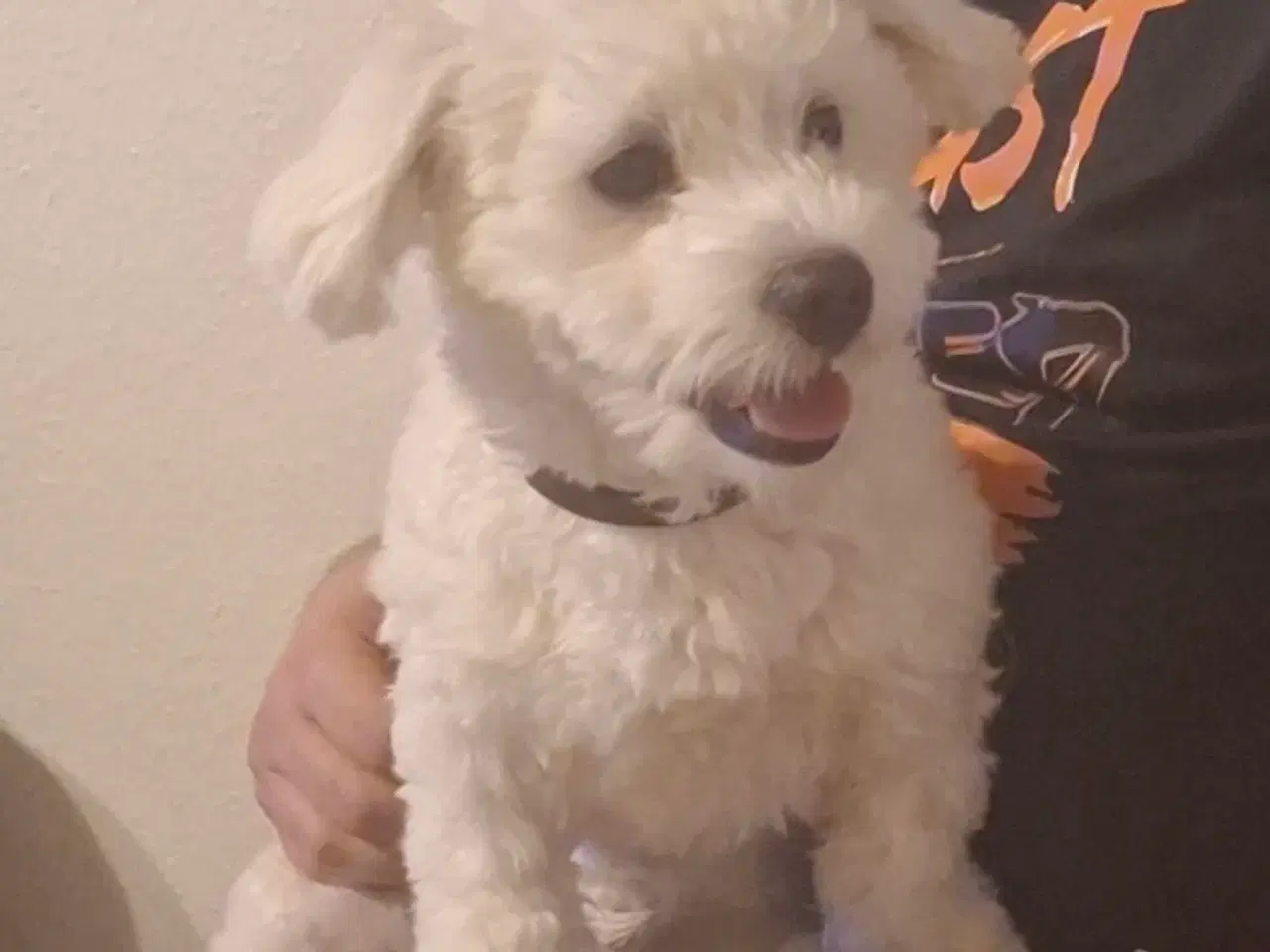 Billede 2 - 🐶 Bichon Malteser – han – 10 måneder 🐶