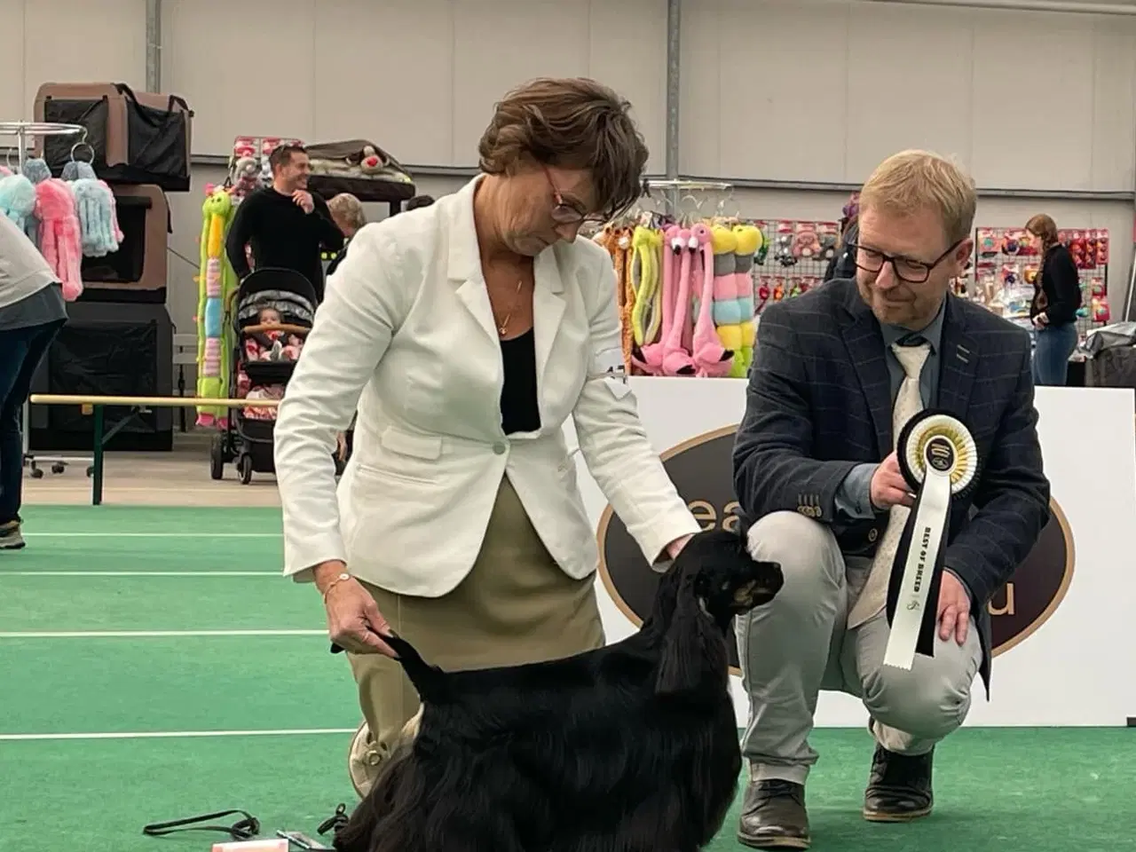 Billede 19 - Amerikansk Cocker hvalpe