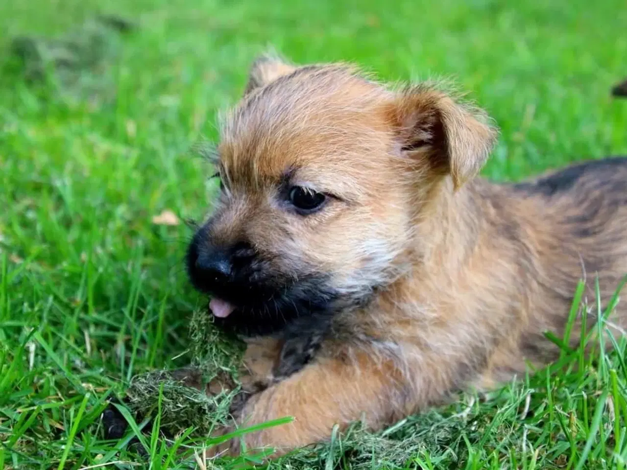 Billede 3 - Cairn terrier hvalpe, ægte uden stambog