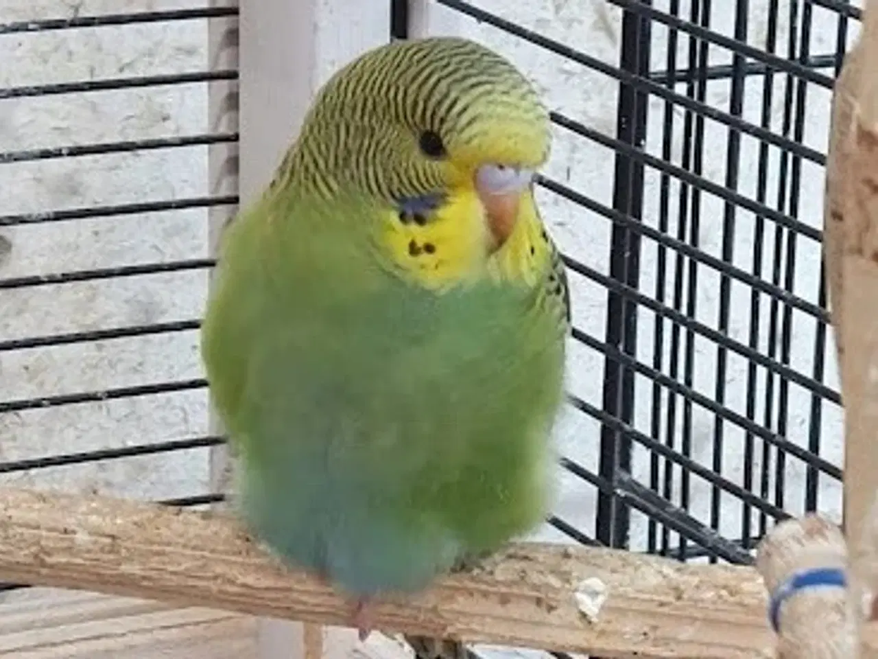 Billede 4 - Undulatunger 