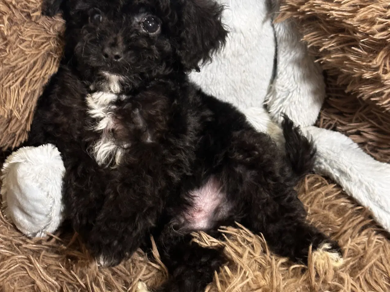 Billede 17 - Cavapoo F2B