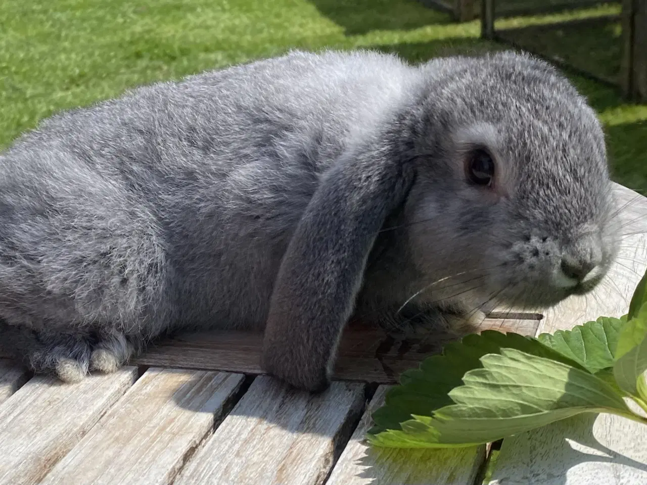 Billede 5 - FRANSK VÆDDER HUN CHINCHILLA