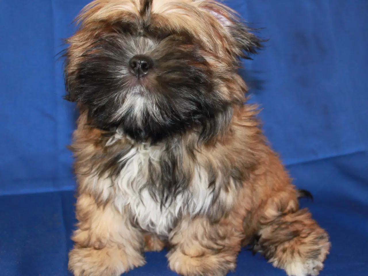 Billede 8 - Lhasa Apso hvalpe
