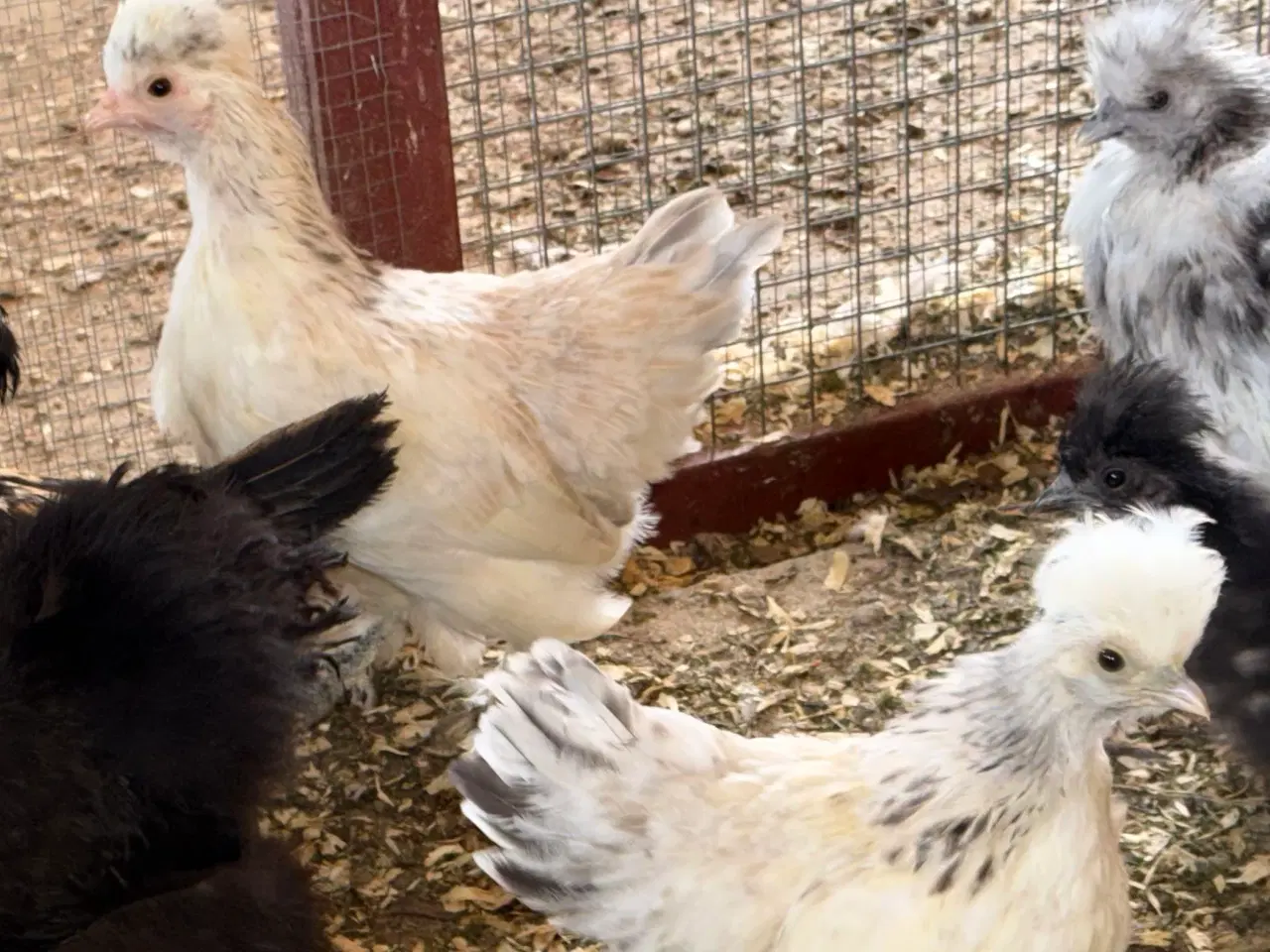 Billede 4 - 3 silker og 4 top blandings høne kyllinger