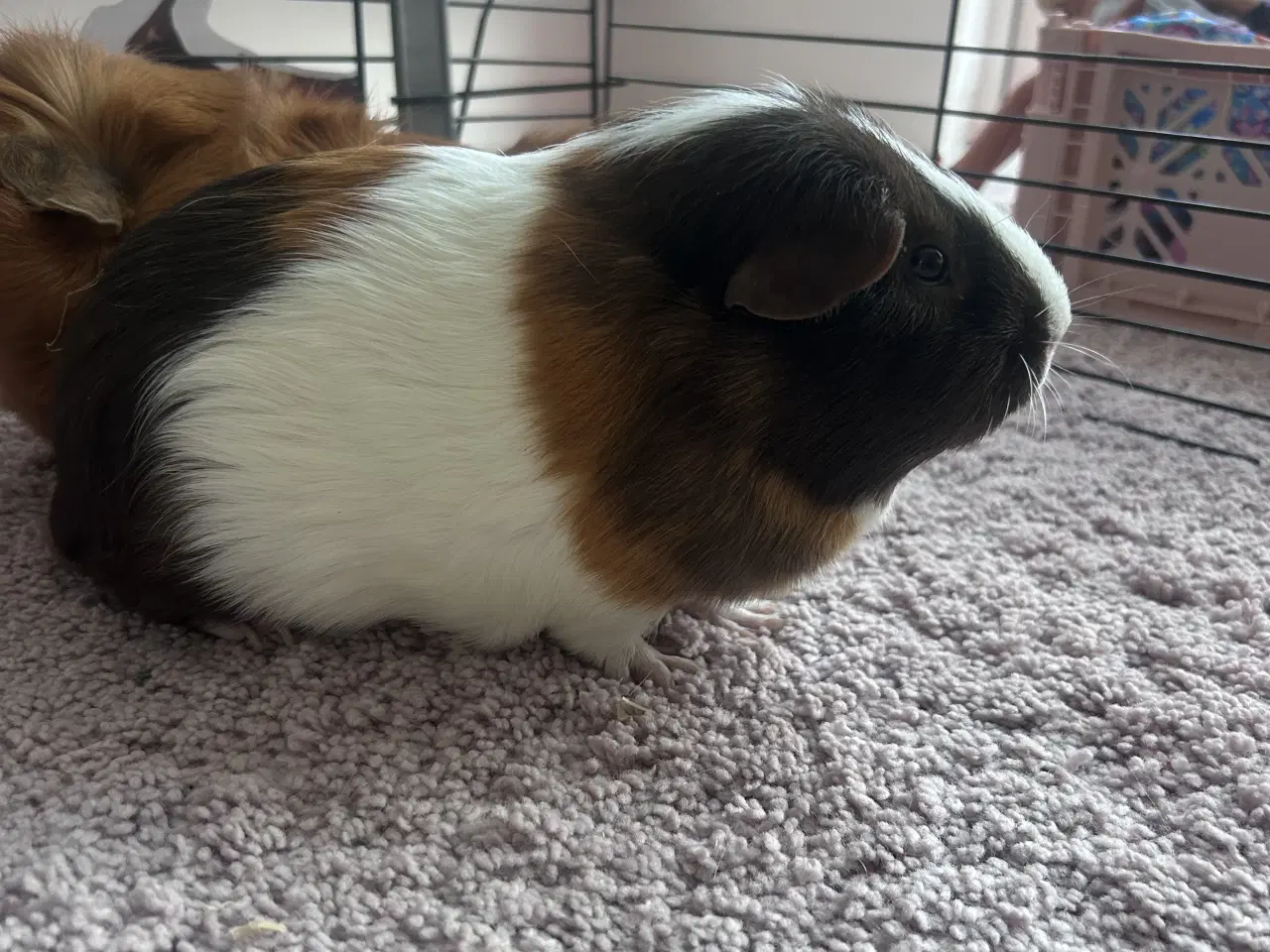 Billede 4 - 2 rolige han marsvin