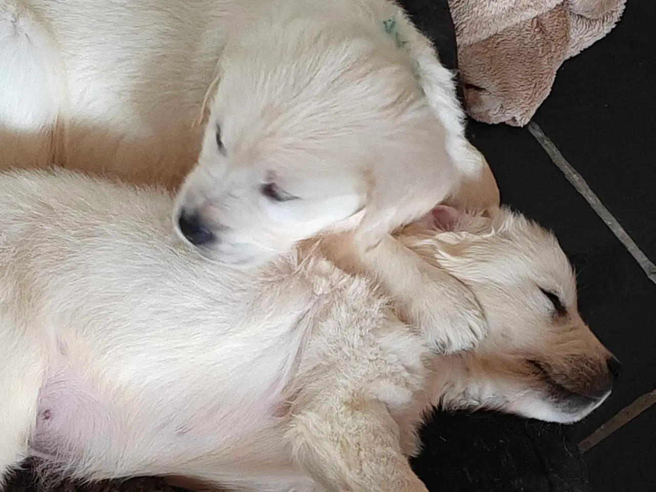 Billede 10 - Golden retriever hvalpe 