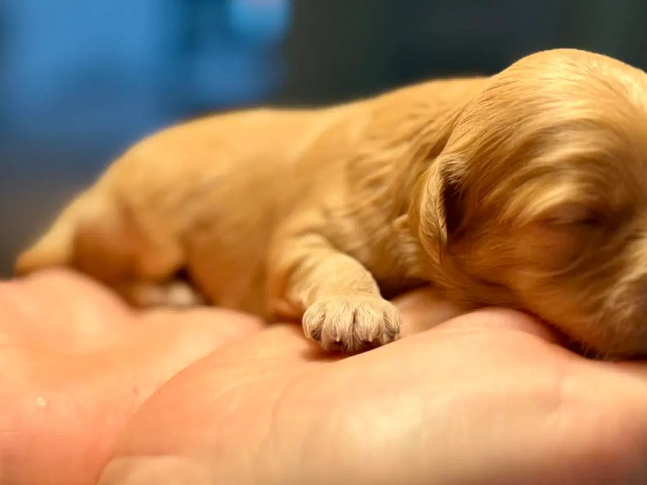 Billede 4 - Cava/cockerpoo hvalpe søger kærlige hjem