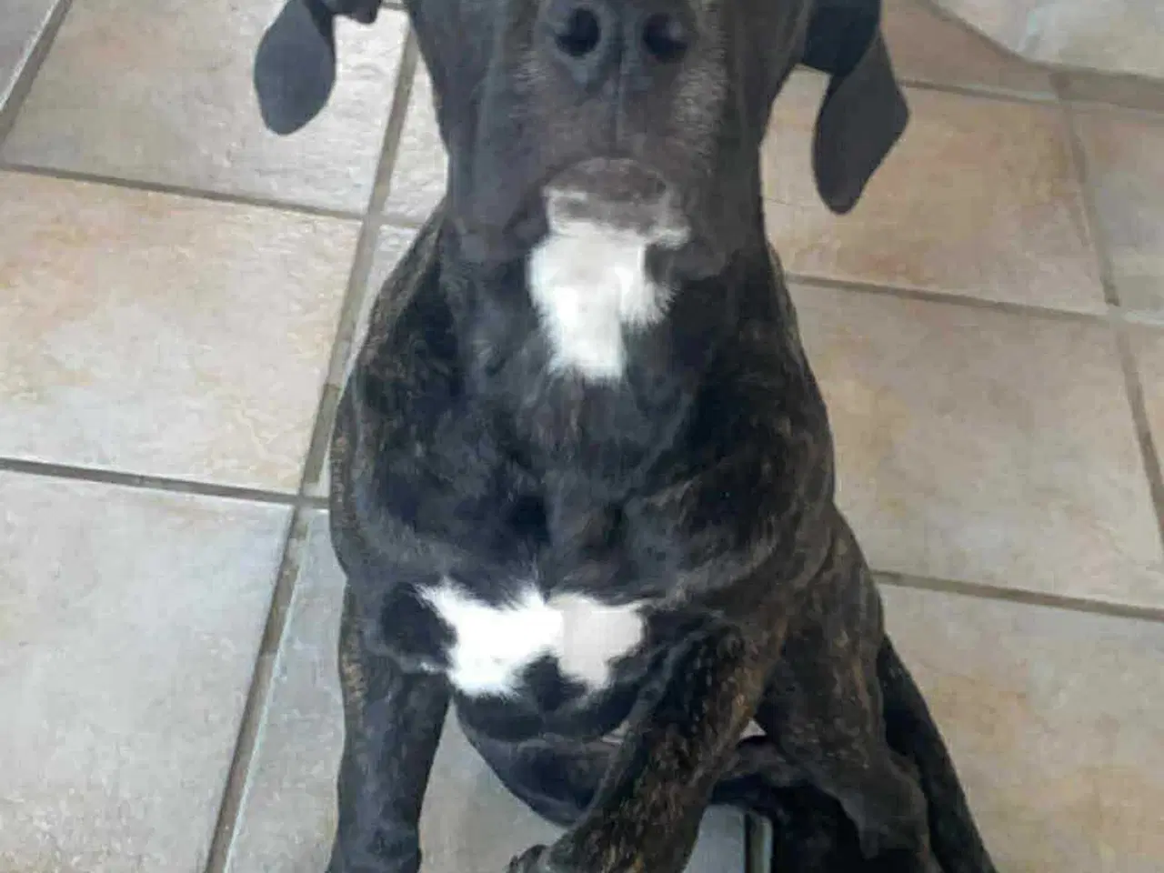 Billede 1 - Hvalp søger nyt hjem