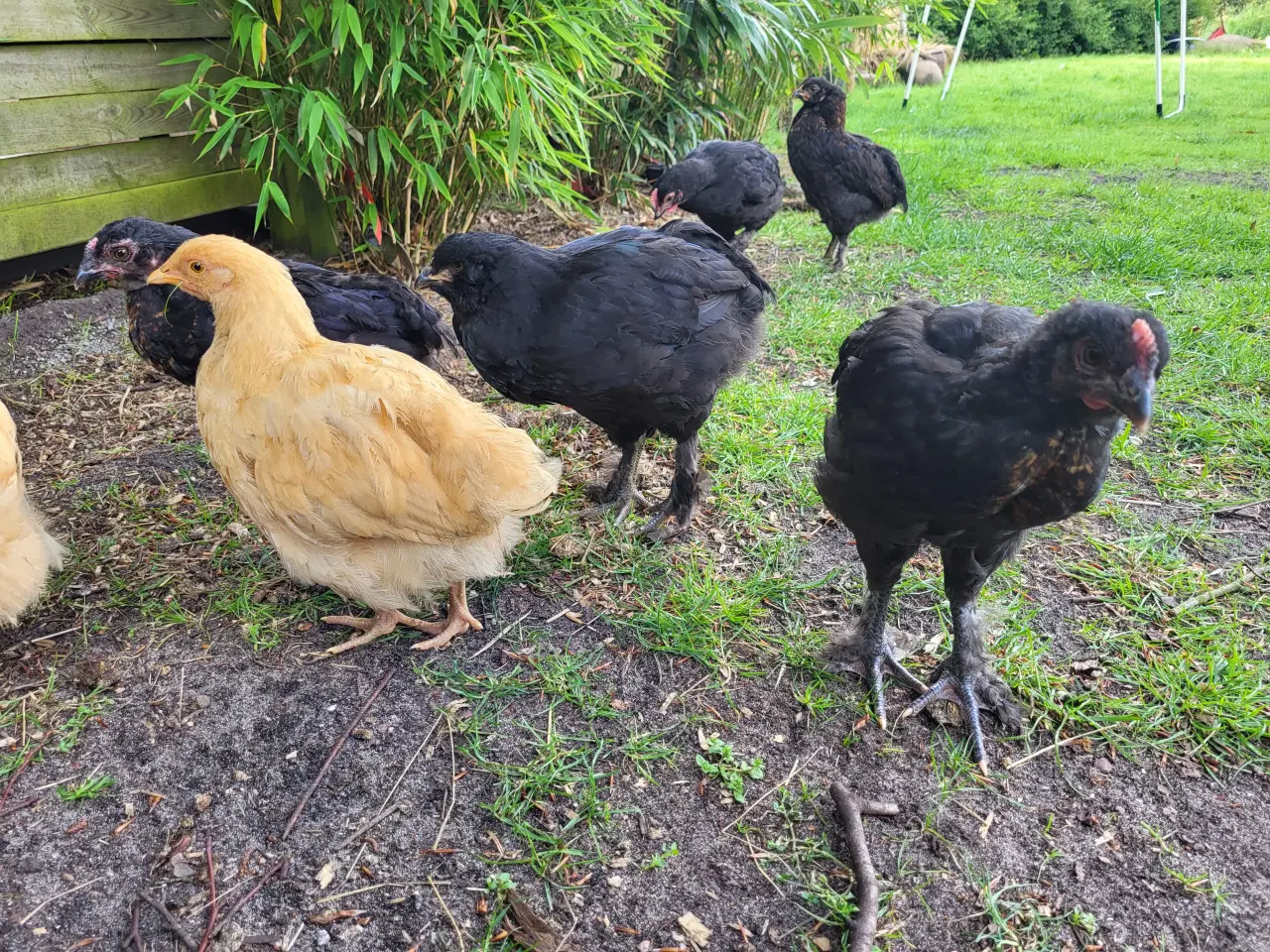 Billede 2 - Høne kyllinger 7 uger gamle