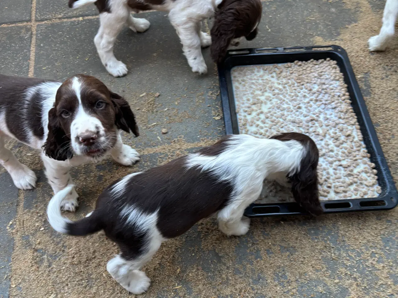 Billede 3 - Engelsk Springer Spaniel 