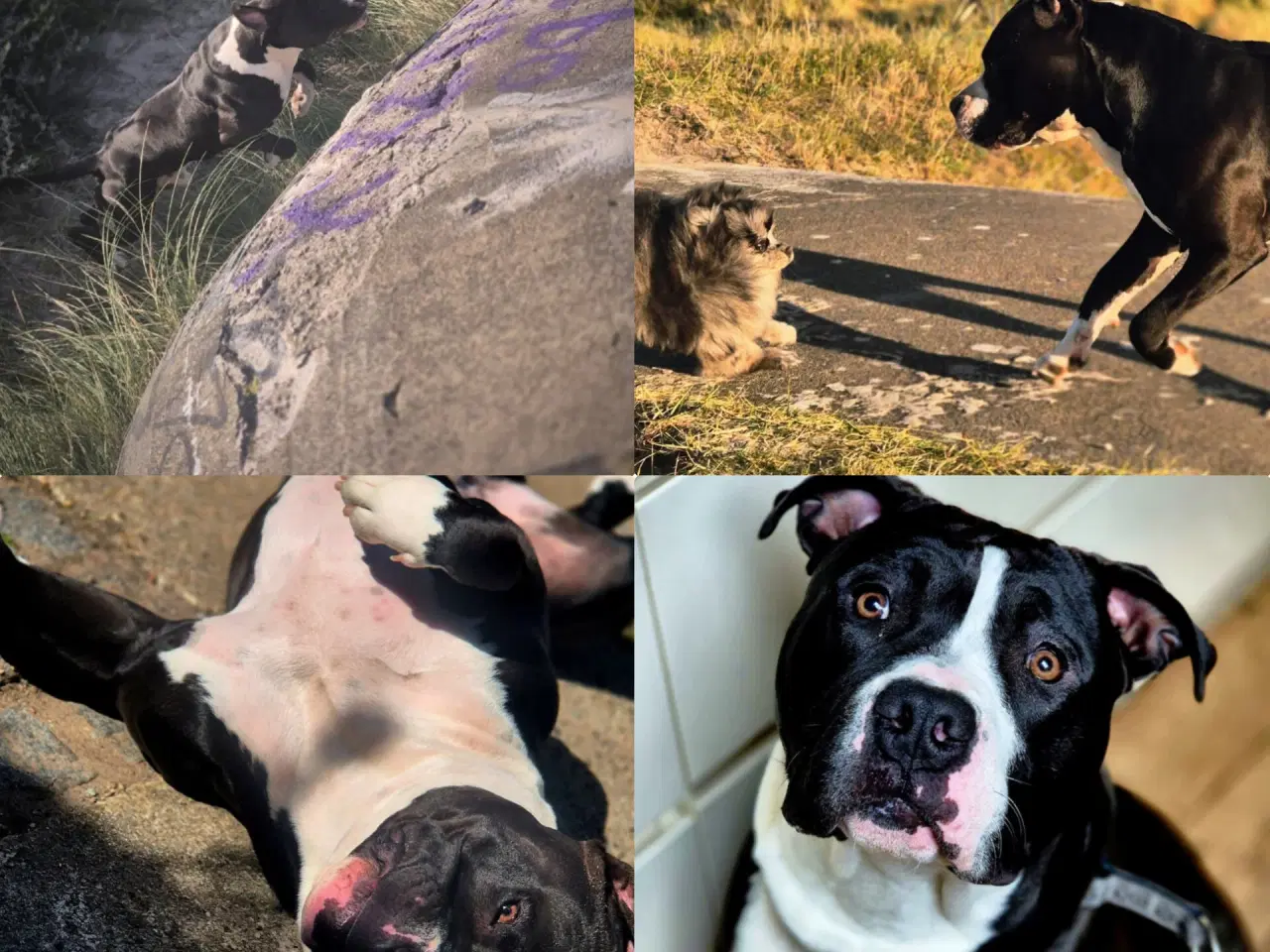 Billede 8 - Xl bully han