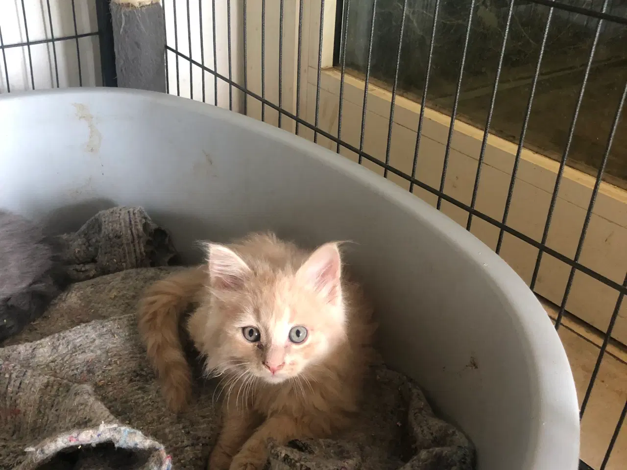 Billede 9 - Maine coon killing unden travle