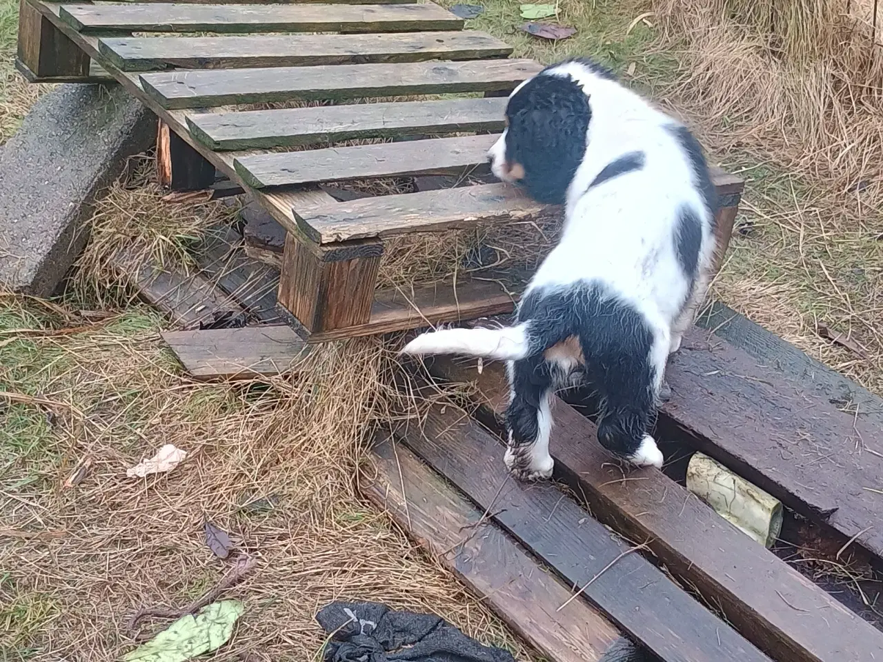 Billede 12 - Berner Sennen/Cocker Spaniel/Isl. Fårehund 