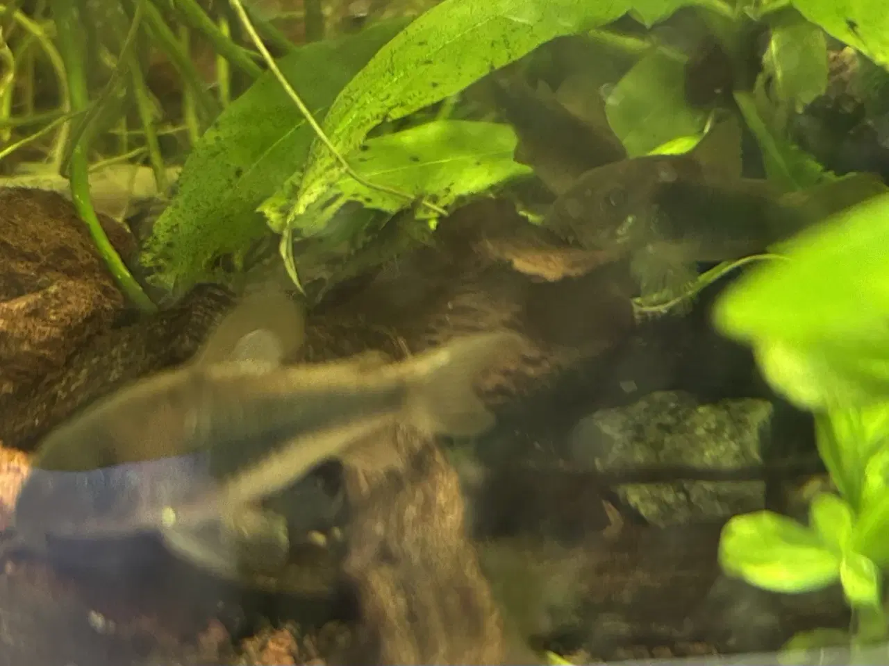 Billede 4 - 🐟 Kobber pansermaller 2-3 cm | Afhentes Viby J