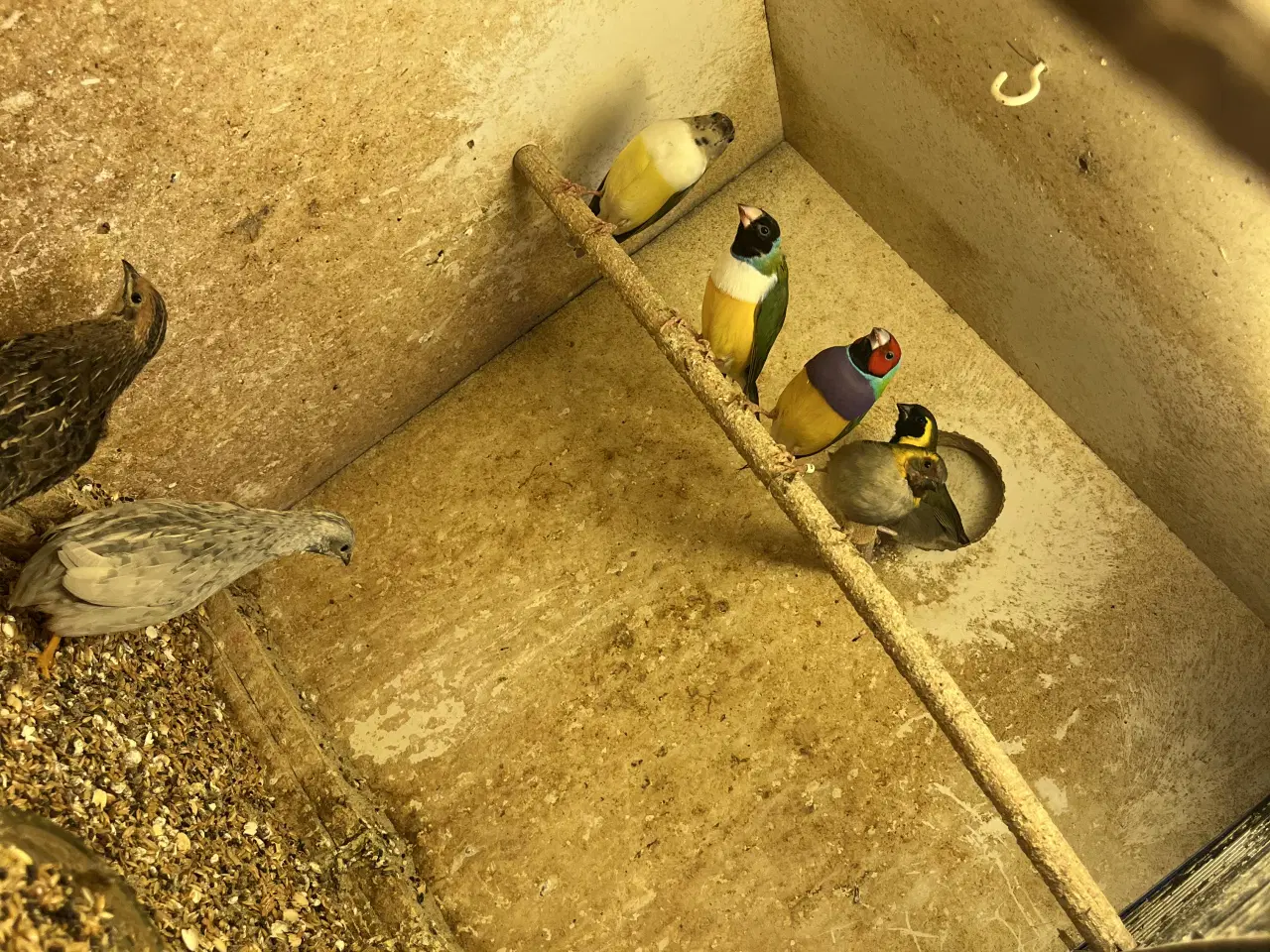 Billede 2 - finker goldsaminer