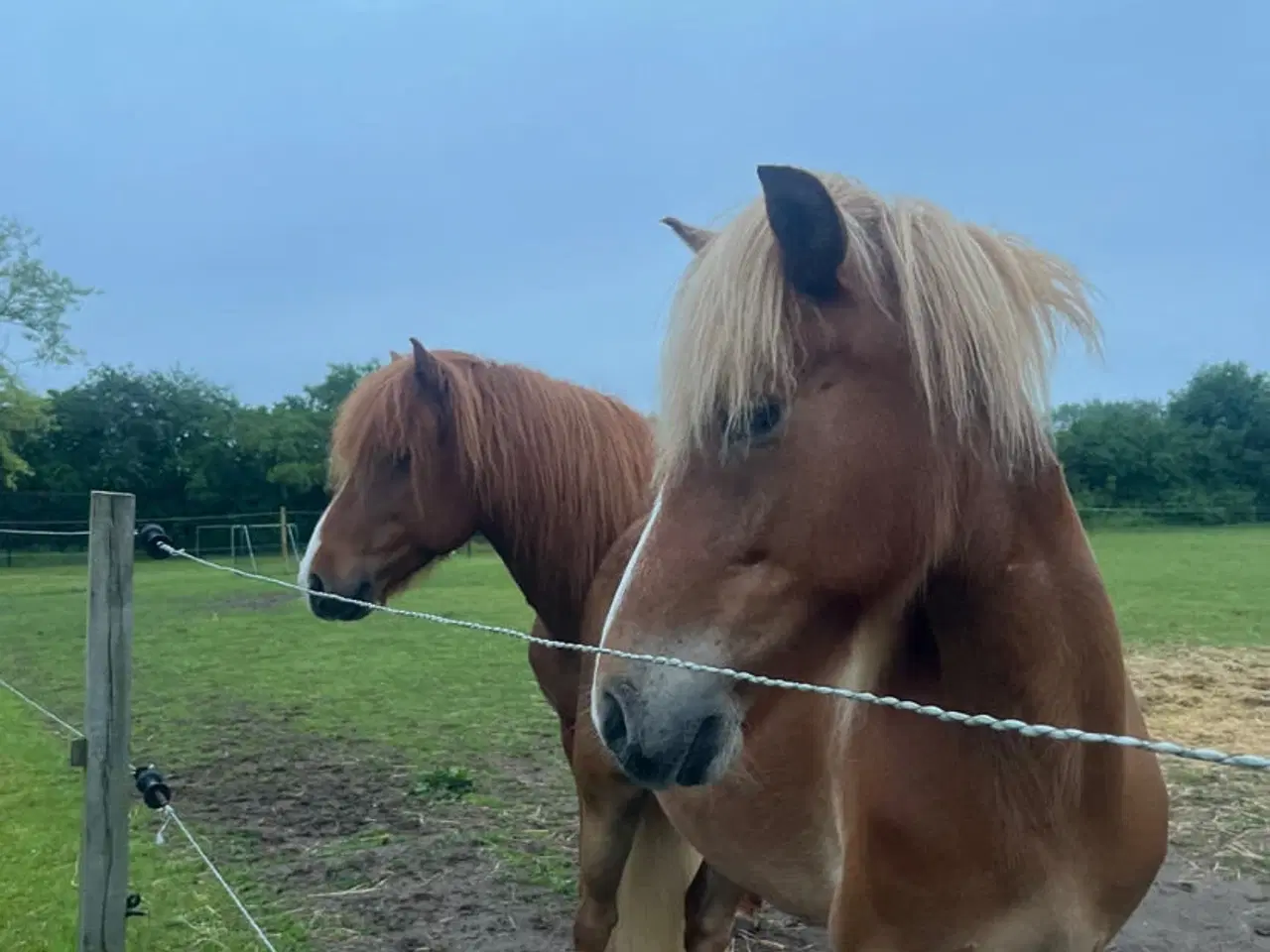 Billede 4 - Smuk hoppe til avl