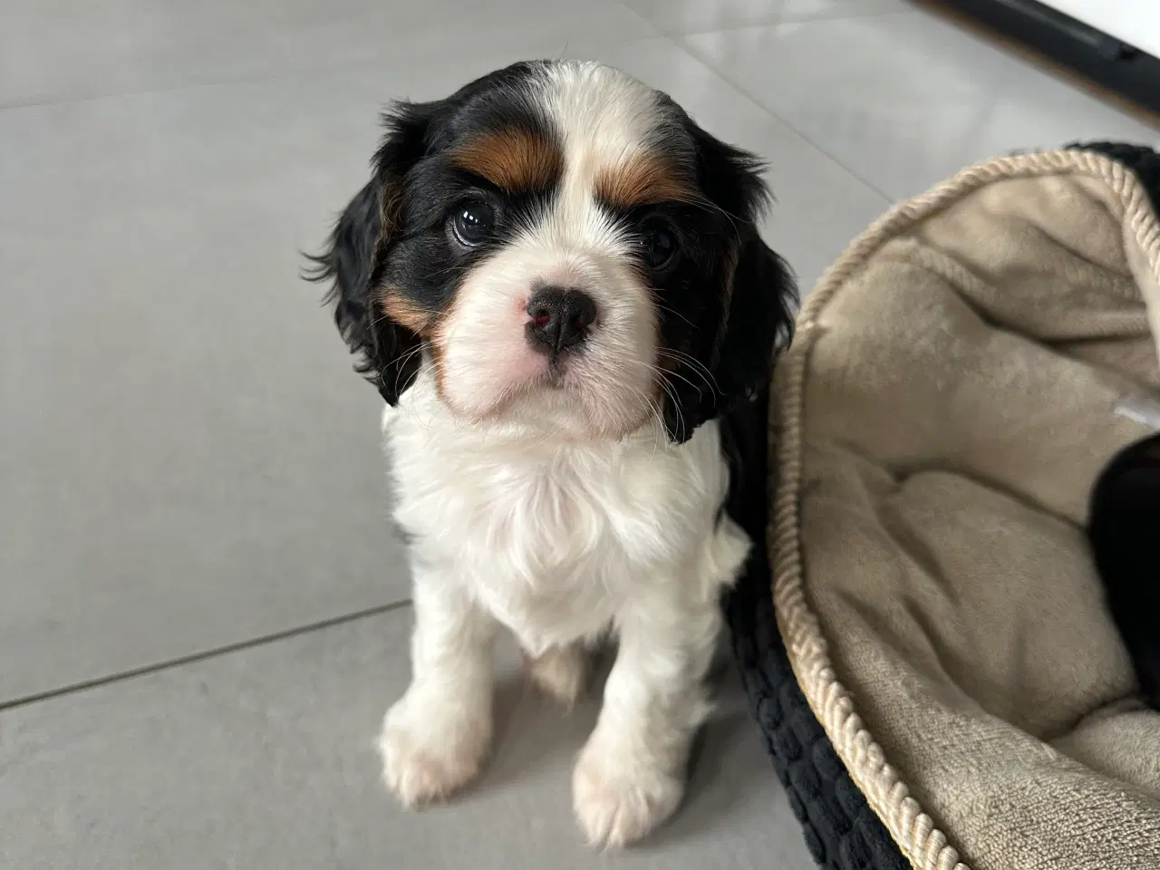 Billede 14 - Cavalier-tæver med DKK-stamtavle.