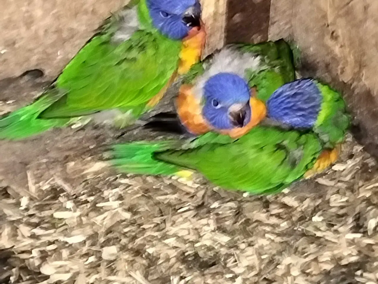 Billede 1 - Bjerg Lori 