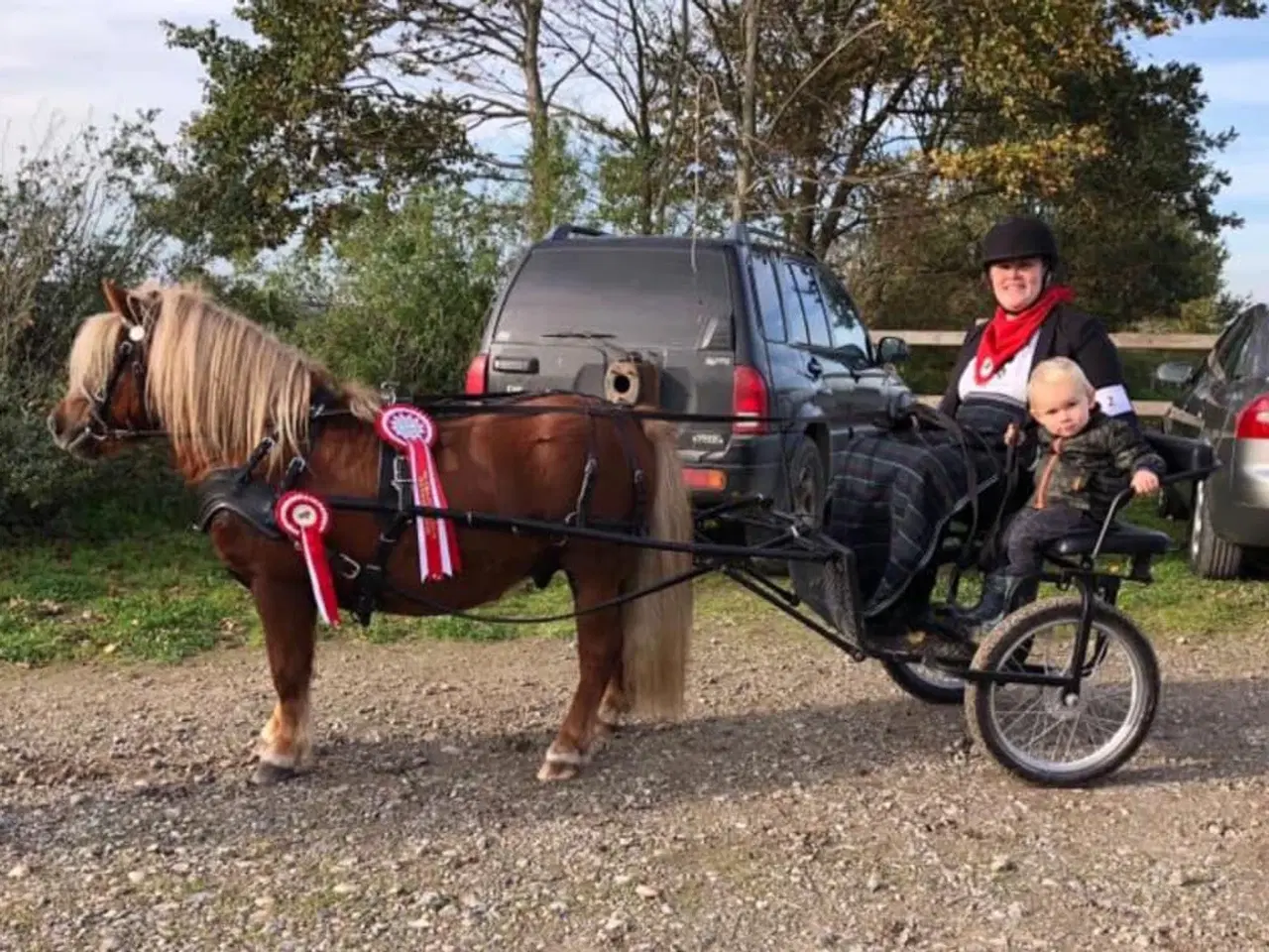 Billede 1 - Dejlig kåret Shetlændre hingst ride og kørevant