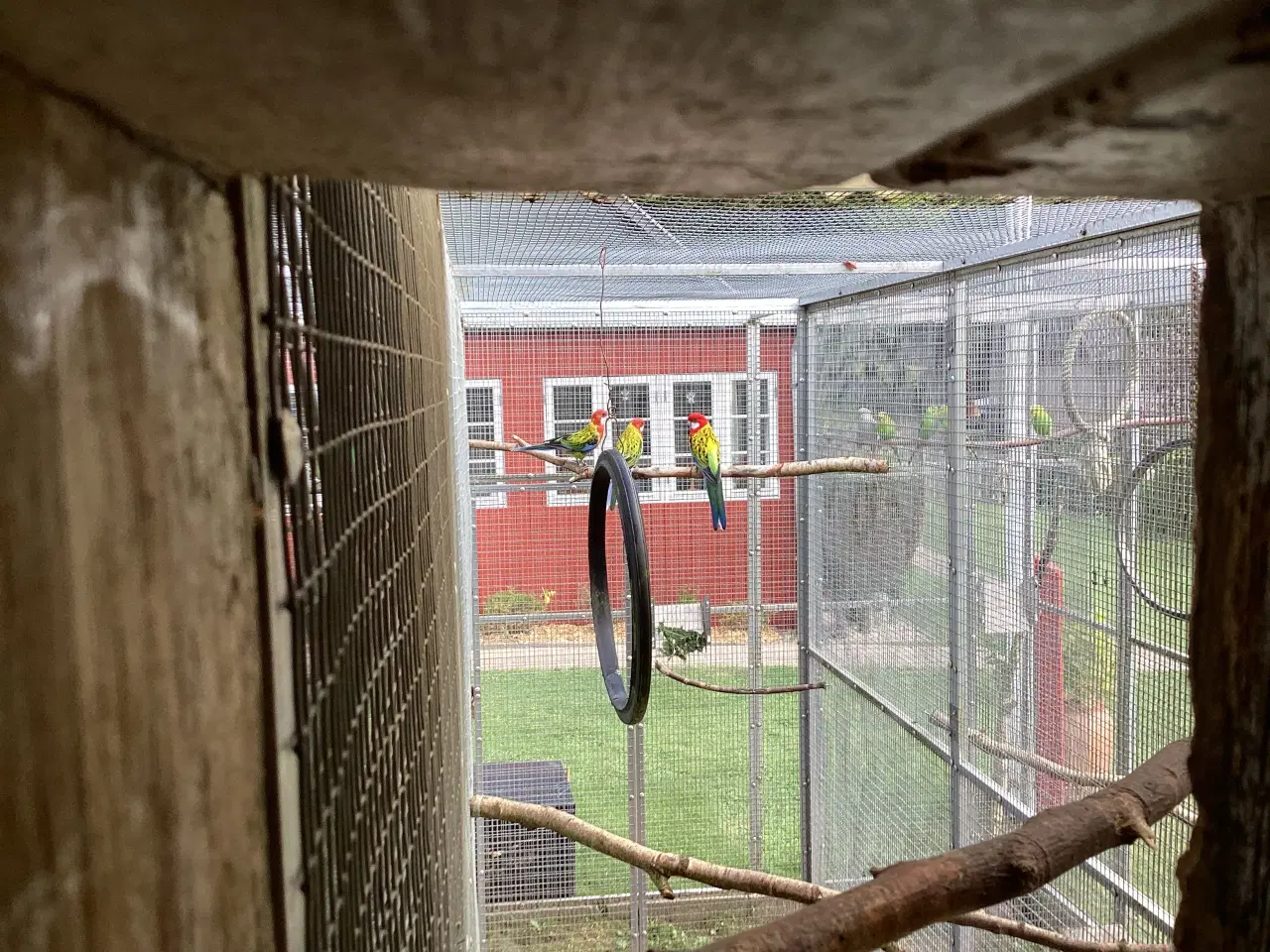 Billede 2 - guldrygget rosella 